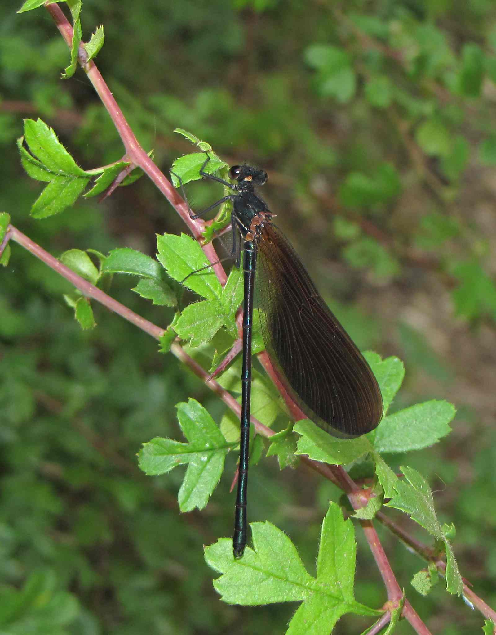 calopteryx